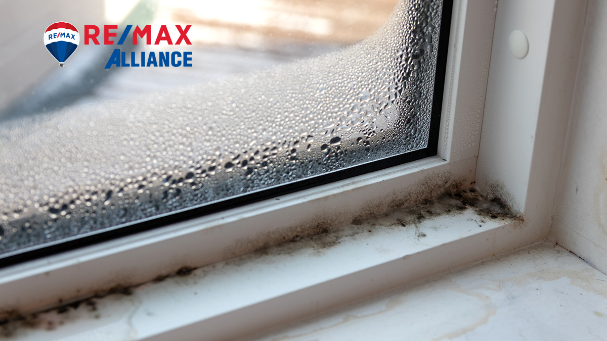 What to do when you find mold in your house?